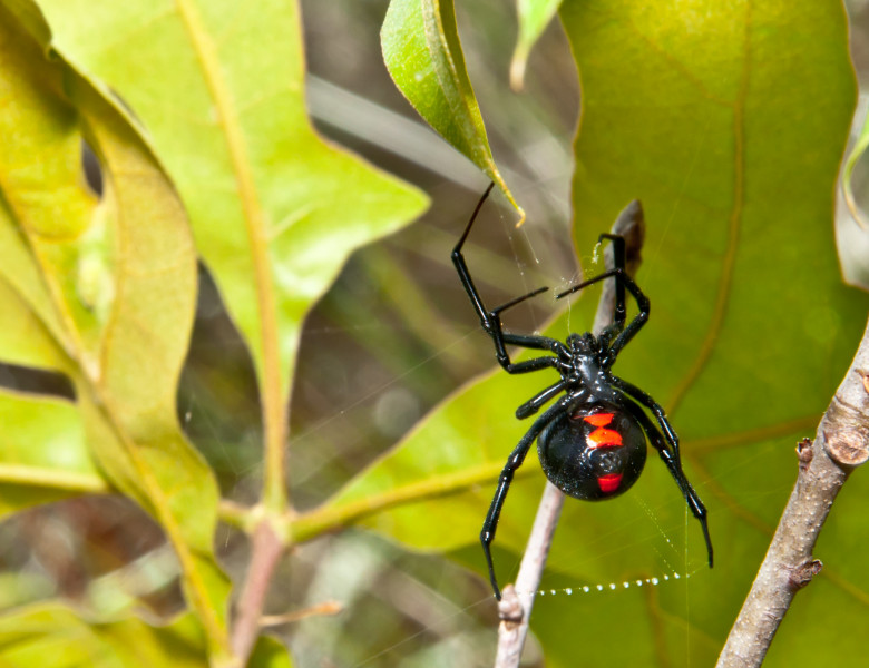 insecte și păianjeni paraziti trippanosomatide fares detoxifierea organismului