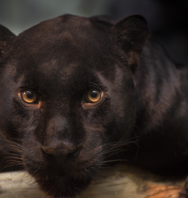 leopard negru care se uita in camera.