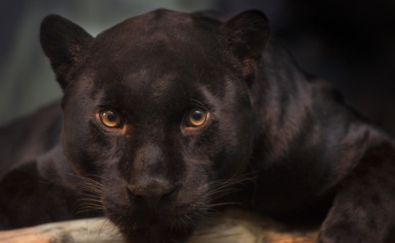 leopard negru care se uita in camera.