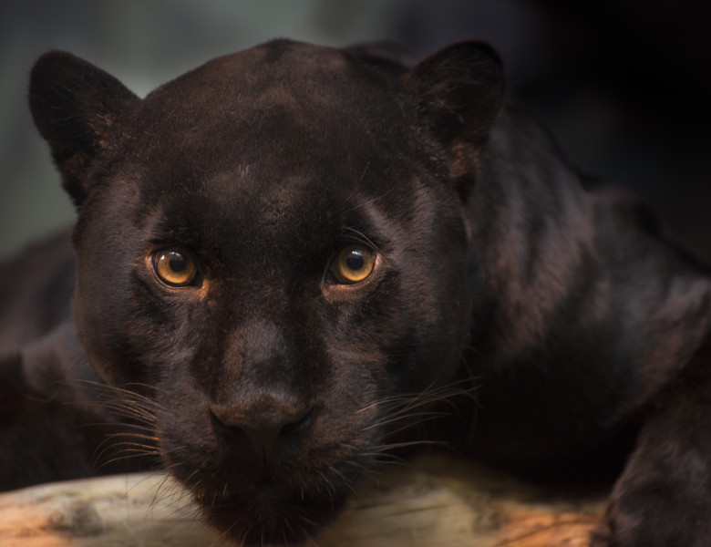 leopard negru care se uita in camera.