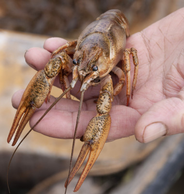 Closeup male hand holding alive freshwater crayfish