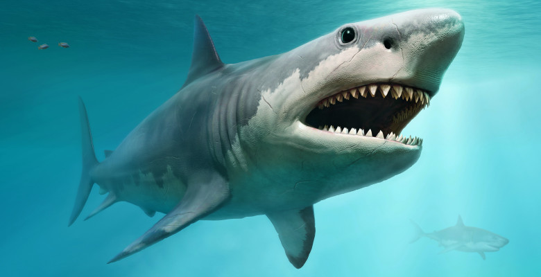 rechin megalodon