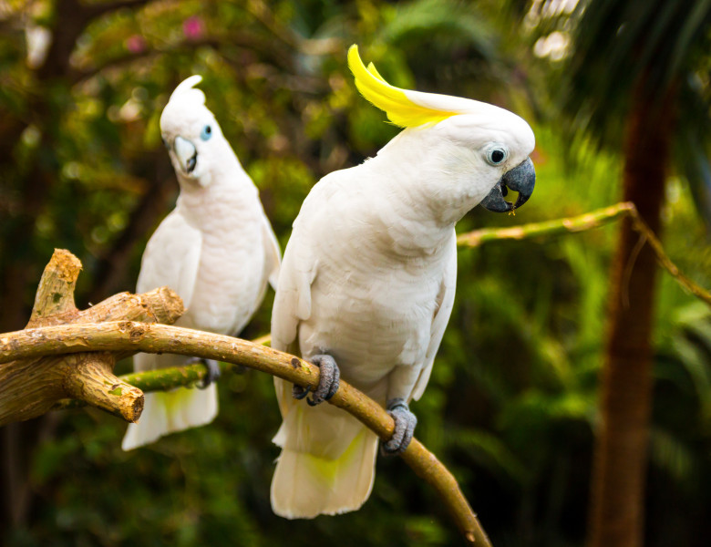 doi papagali cacadu albi cu creasta galbena