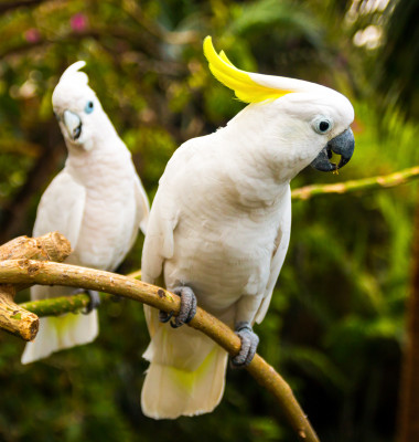 doi papagali cacadu albi cu creasta galbena