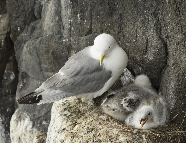 Sorrow Pat Pirate Cercetatorii au descoperit contaminanti de plastic in ouale pasarilor din  zonele arctice izolate