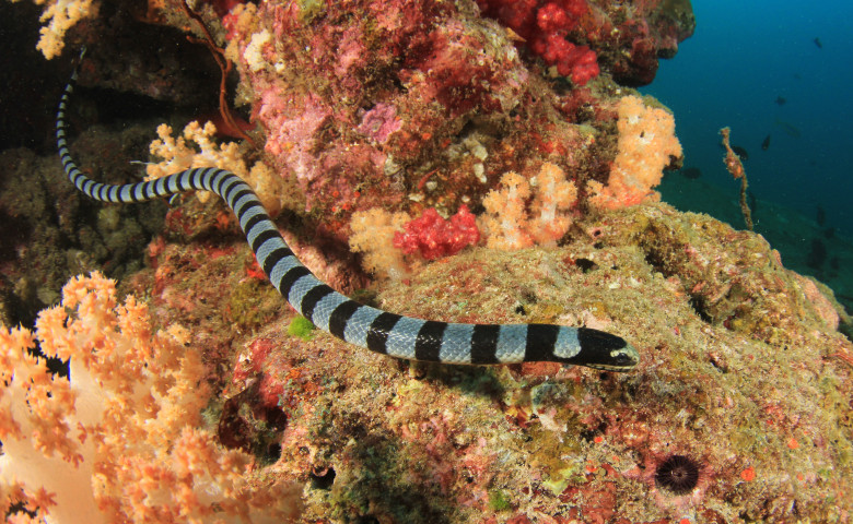 sarpe de mare cu dungi in apropierea de coral