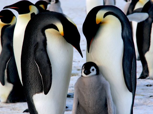 Unde au apărut, de fapt, pinguinii. Originea neașteptată a păsărilor ...