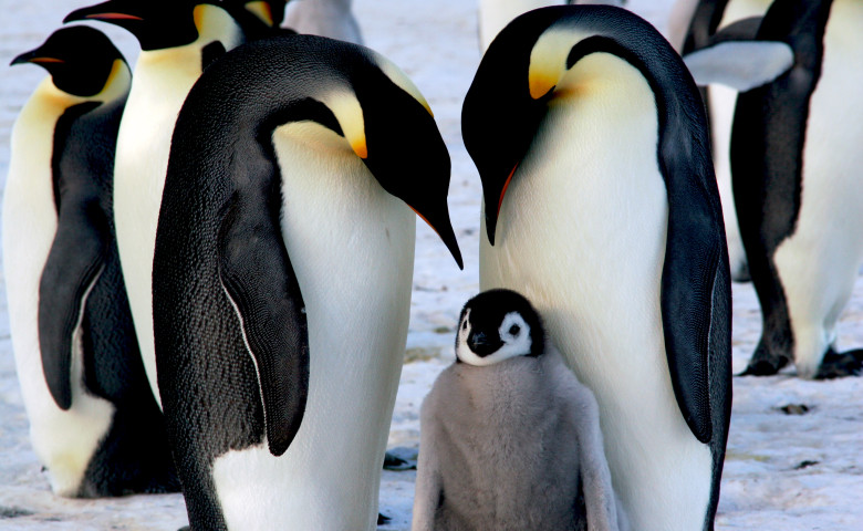 Emperor penguins with chick