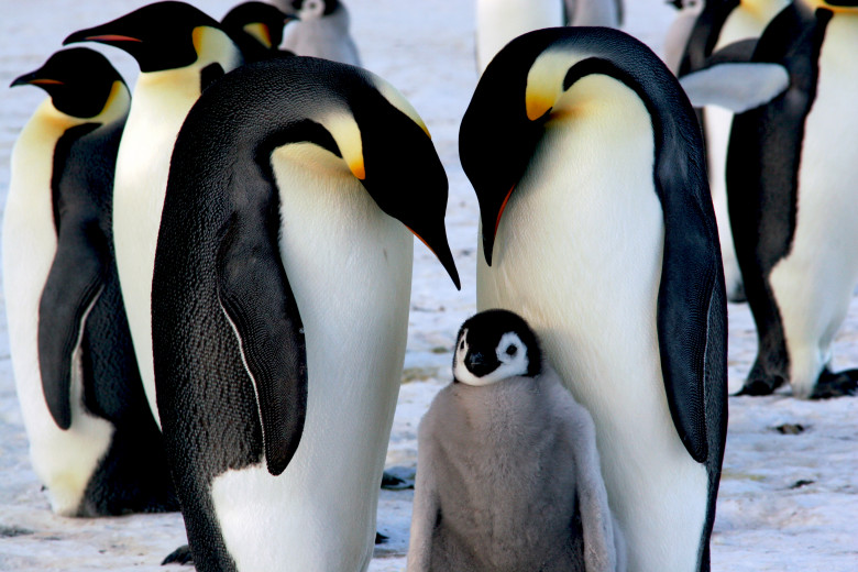Emperor penguins with chick