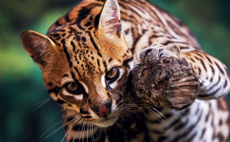 felina ocelot pe o ramura de copac