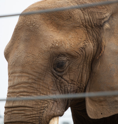 elefant trist in captivitate