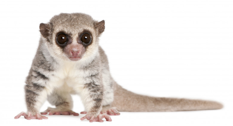 Lemurul pitic cu coada groasa
