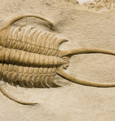 fosila trilobit din perioada cambriana