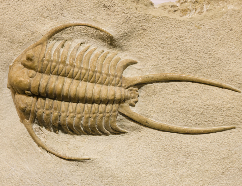 fosila trilobit din perioada cambriana