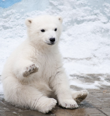 pui de urs polar care face cu mana