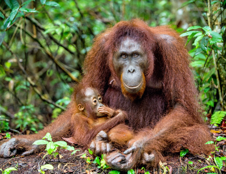 femela urangutan si pui in jungla