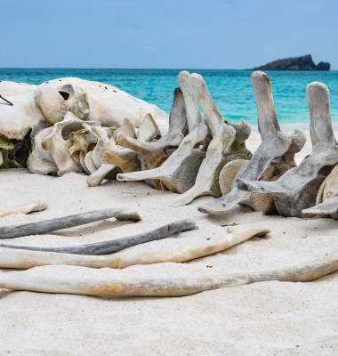 The skeleton of a whale lie on the beach at Gardner Bay, Isla Es