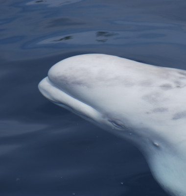 balena alba in apa