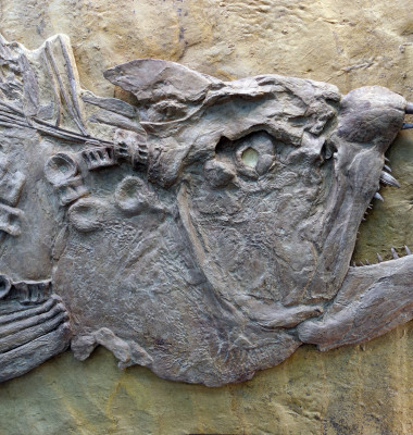 fosila peste cu dinti mari