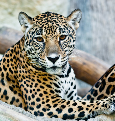 leopard care sta linistit