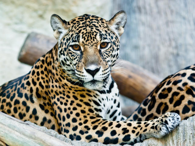 leopard și viziunea sa