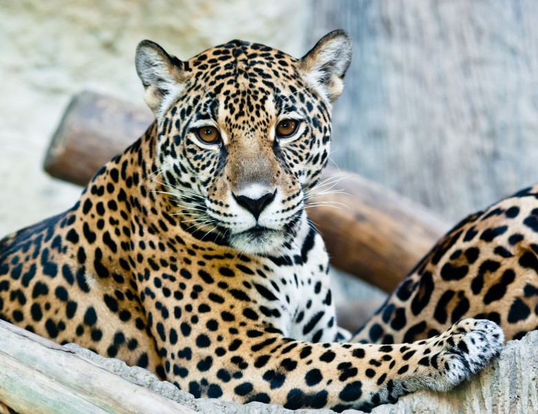 leopard care sta linistit