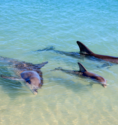 delfini pe plaje