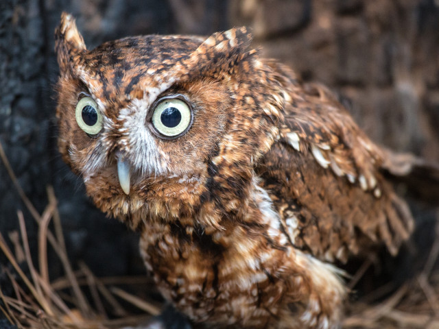 O bufnita a crescut un pui de rata& Cum a fost posibil