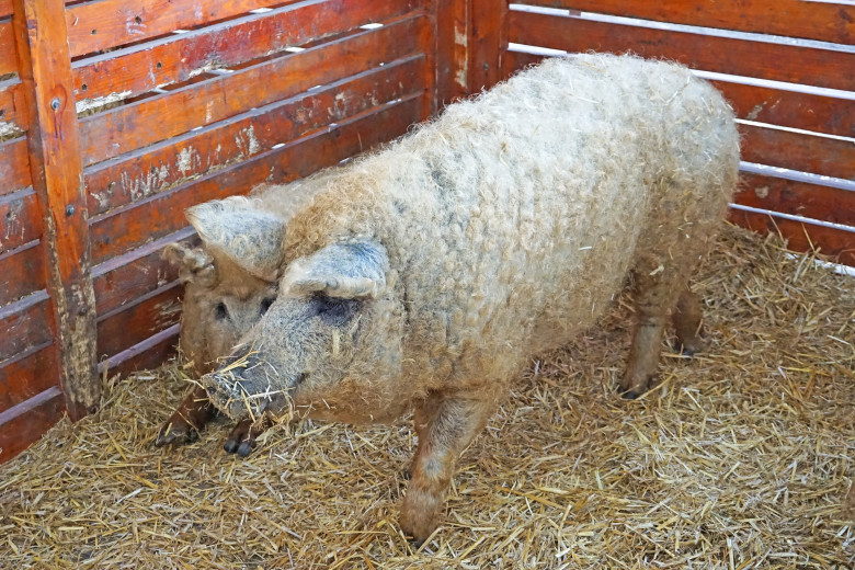 Porc Mangalita