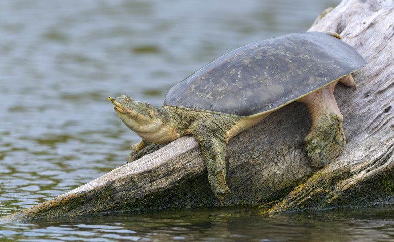 testoasa cu carapace moale