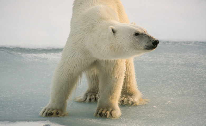 urs polar slab