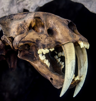 fosila mamifer pradator