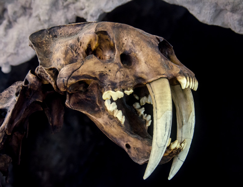 fosila mamifer pradator