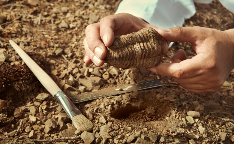descoperire paleontolog fosile