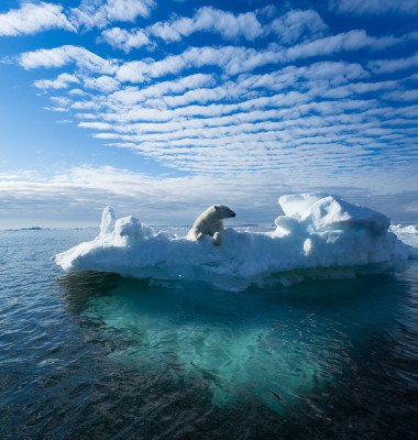 urs polar pe gheata in ocean