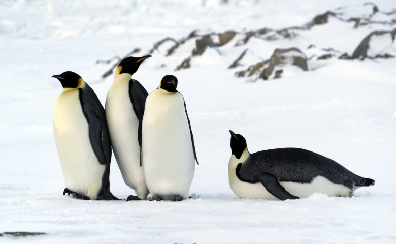 pinguini imperiali