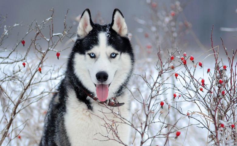 caine husky siberian