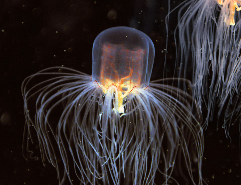 Meduza Cubozoa (box jellyfish)