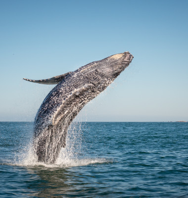 balena cu coacasa ce sare din apa