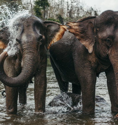 elefanti asiatici in rau