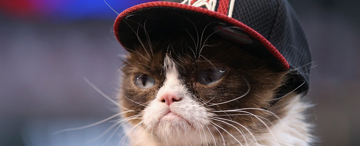 pisica grumpy cat cu palarie pe cap