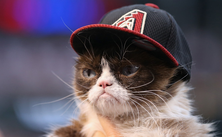 pisica grumpy cat cu palarie pe cap