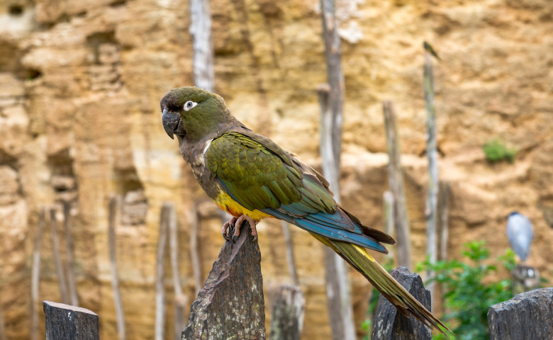 paPAGALUL KAKAPO