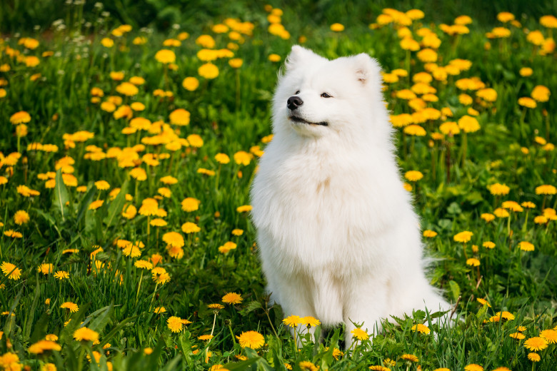 Rasa Samoyed