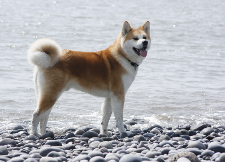 Rasa Akita Inu