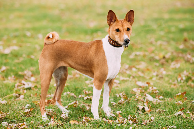 Rasa Basenji