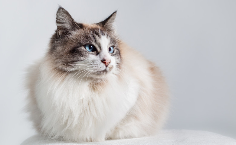 Pisica Ragdoll