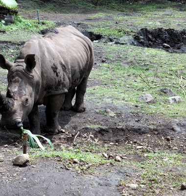 rinocer de sumatra