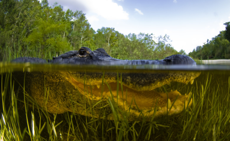 cap aligator in apa