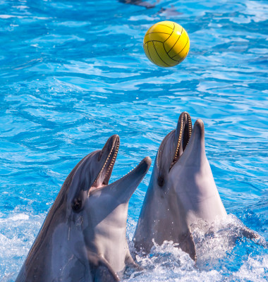 delfini in captivitate